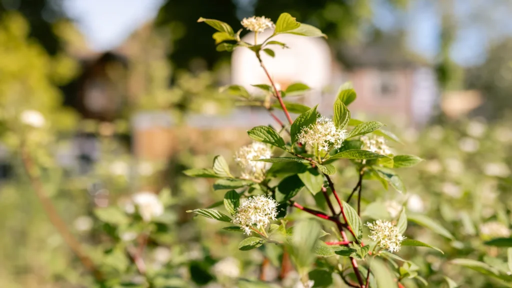 IKC Bloemrijk - Groen Schoolplein - Sfeerfoto 16